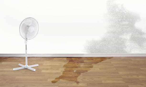 Best Water damage restoration insurance claims  in Pace, FL